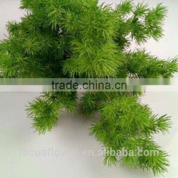 High Quality Best Price Natural Fresh Cut Asparagus For Decorations Wholesale From China