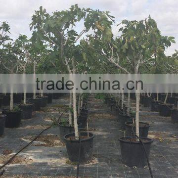 Ficus Carica photo-6