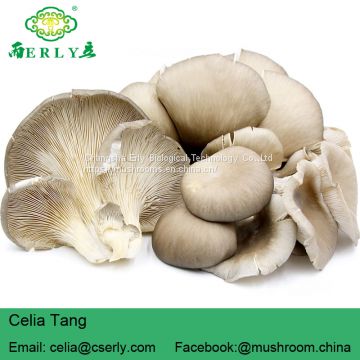 New Arrival High Quality Pleurotus Abalonus