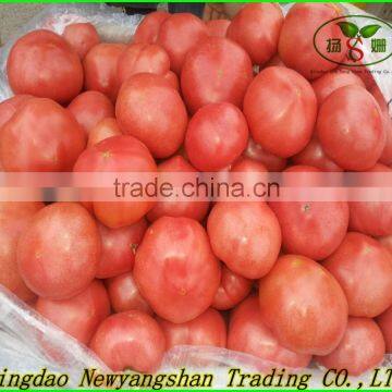 (NEW) TOMATO / CHINA TOMATO