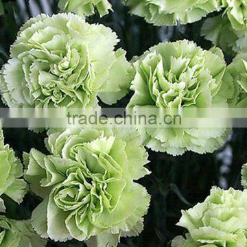 Fresh cut Green Lady china export carnation flower