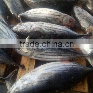 Frozen Skipjack Tuna Fish