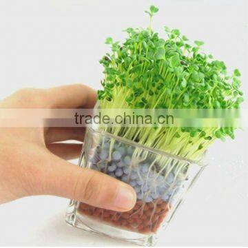 Anion mini plant,Creative promotion gifts