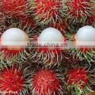 FRESH RAMBUTAN WITH BEST PRICE ANSD GOOD QUALITY