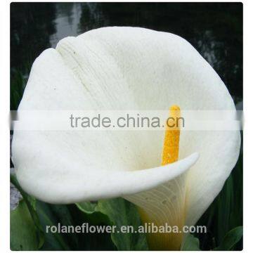 wedding decoration flower fresh cut real white calla lily