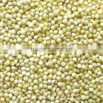 Organic Proso Millets/ Common Millet/ Chena/ Barri photo-3