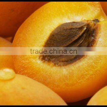 Apricot Kernel Oil