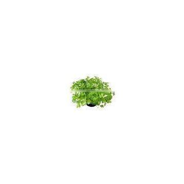 Top Quality & Competitive Price of OLEROESIN CORIANDER GREEN, 1.5% VOC