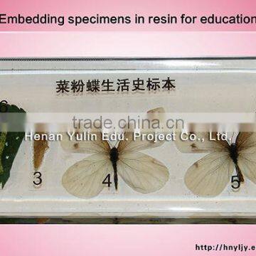 Cabbage butterfly life cycle specimen