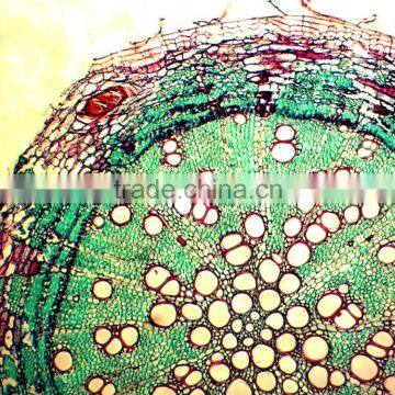 Teacher Teaching Microscope Slides 7101 photo-4