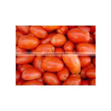 Pusa Ruby Tomato photo-5