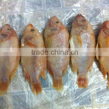 FROZEN RED TILAPIA WHOLE ROUND