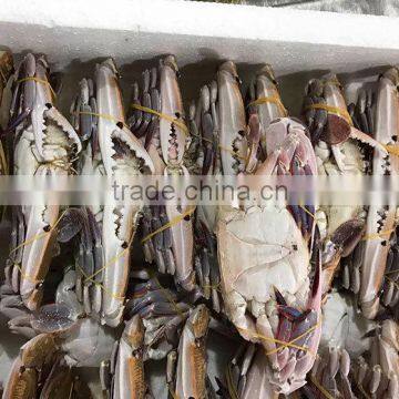 Fresh sea frozen redspot swimming crab