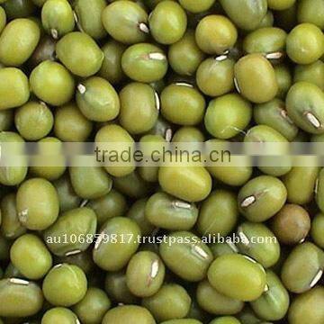 Green Mung Bean yellow mung bean organic green mung bean dried mung bean small green bean fresh green mung bean crop green mung