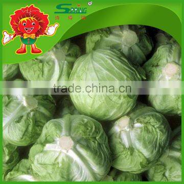 brands iceberg cabbage green fresh cabbage