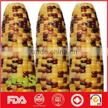 Top Quality Purple Corn for Export photo-6