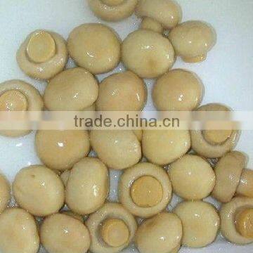 Newest Crop Canned Mushroom