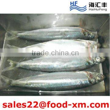 China best price frozen sardine for bait