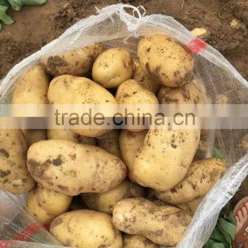 Fresh potatoes in mesh bag