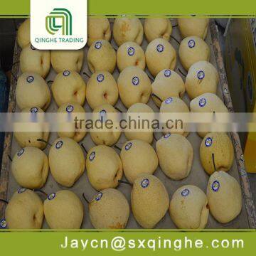 fresh delicious fruit su pear from China