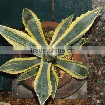 Agave americana medio-picta Century Plant Silver Century Plant