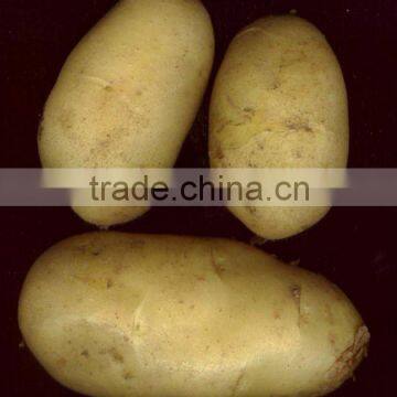 fresh holland potato