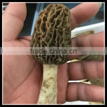 Wild Dried Morchella, Dried Morel Mushrooms For Sale