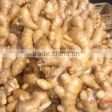 Fresh Ginger photo-6
