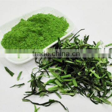 Dried Barley Grass Powder/ Wheat Grass Powder