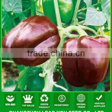 SP03 Chocolate mid-maturity hybrid bell pepper seeds, sweet pepper seeds in vegetable seeds