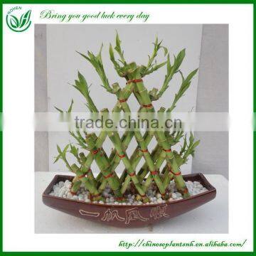 Home Decoration Braided Lucky Bamboo