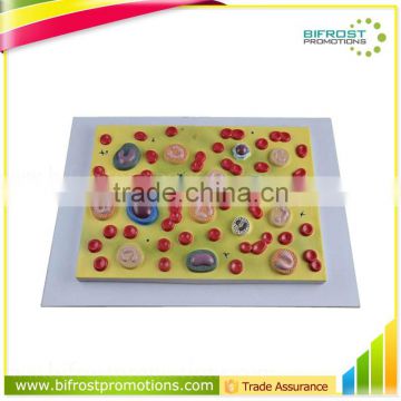 Human Body Anatomy Biological Teaching Aids Blood Cells Model