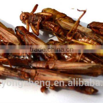 Top Quality Bird Food Dried Locusts photo-2