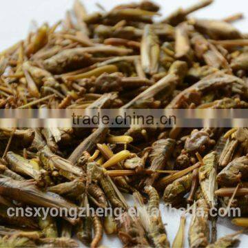 Dried and Freeze Dried Locusts