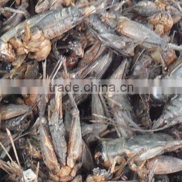 Freeze Dried Dog Food Dried Crickets, Crickets Poultry Food photo-2