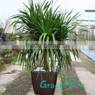homeware unique plastic plant pots for orchids