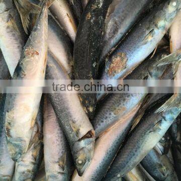 Sea Food Seafrozen Mackerel photo-2