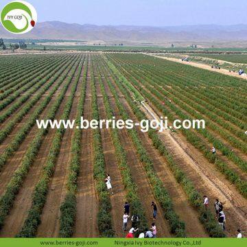 Factory Supply Nutrition Dried Lycium Chinensis photo-3