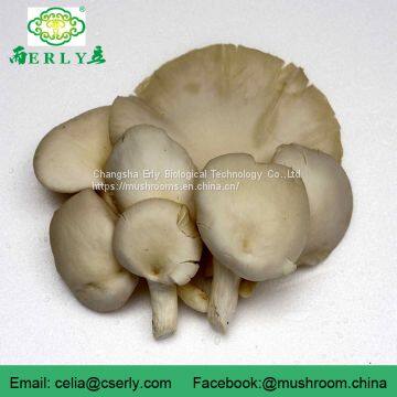 New Arrival High Quality Pleurotus Abalonus photo-4