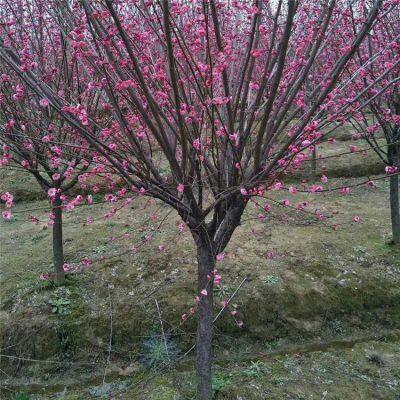 Price List of Red Plum Trees in Hunan Market, Base photo-4