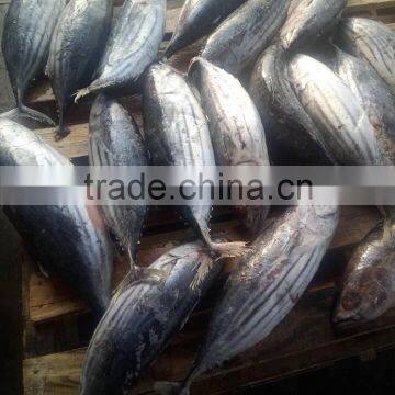 Frozen Skipjack Tuna Fish Whole Round photo-4