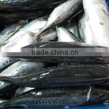 FROZEN BONITO photo-4