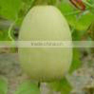 Planting hybrid musk melon seeds Sweet Star NO.3