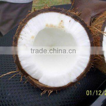 Tasty Fresh Matured Coconut Price