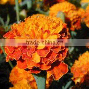 Marigold Extract Phylloxanthin (Xanthophylls)