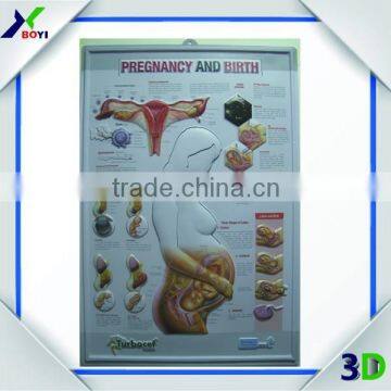 High Definition 3D Embossed Plastic Medical Wall Posters, OEM 3D Anatomical Charts photo-4