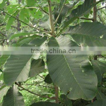 Magnolia Extract Magnolol + Honokiol