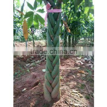 Traditional christmas flowers and plants potted pachira macrocarpa money tree plant