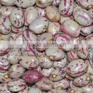 Light speckled kidney bean, oval shape