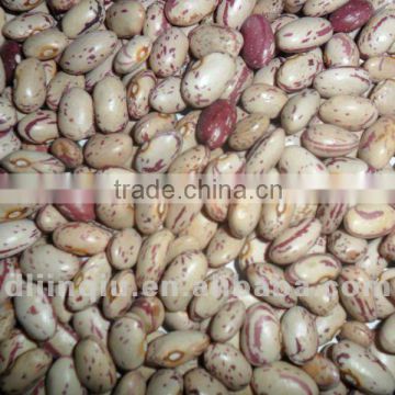 cranberry beans 2013 crop